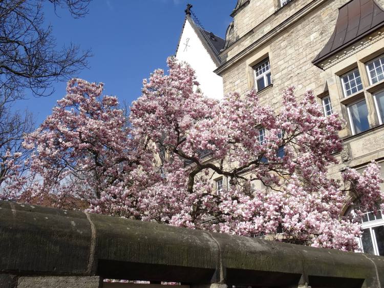 Frühling in Leipzig Magnolienblüten an der ehemaligen Thomasschule jetzt Superintendentur!